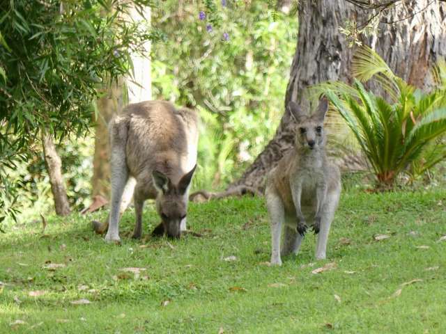 House For Rent in Eurobodalla Shire Council, New South Wales