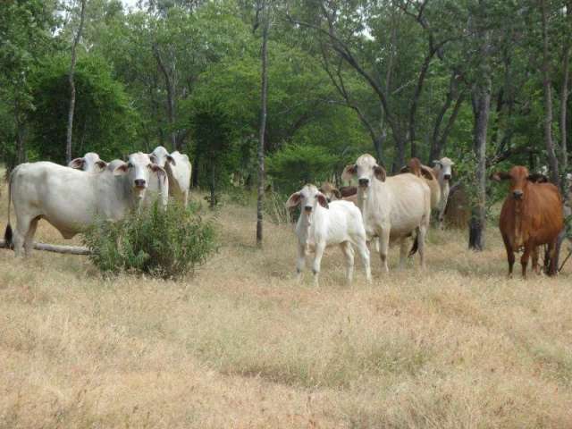 Rural For Rent in Etheridge Shire, Queensland