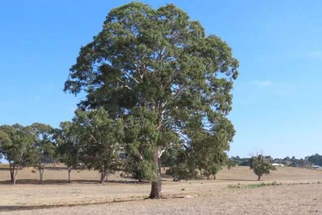 Rural For Sale in Naracoorte, South Australia