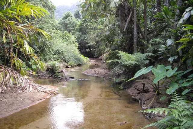 Acreage For Sale in Cassowary Coast Regional, Queensland